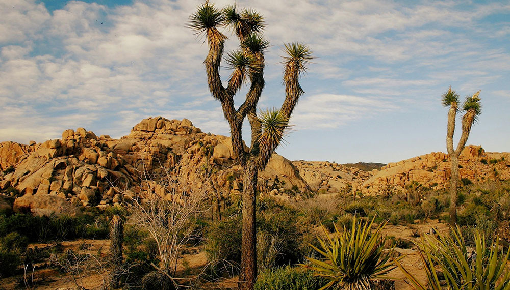 Joshua Tree National Park