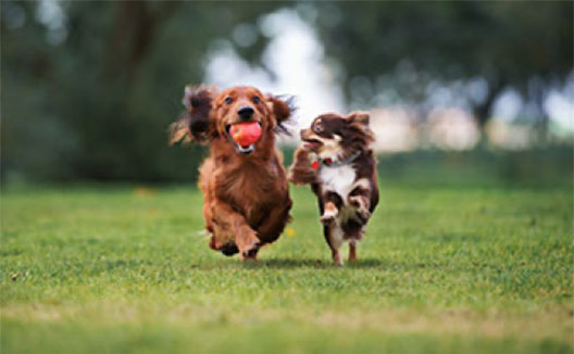 two dogs running together on grass